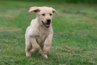 Lilly AKC , a female Labrador Retriever for sale in Grand Rapids, MI – 1 of 8