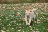 Dually AKC, a male Labrador Retriever for sale in Grand Rapids, MI – 5 of 6