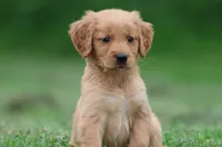 Reese AKC , a male Golden Retriever for sale in Grand Rapids, MI – 4 of 5