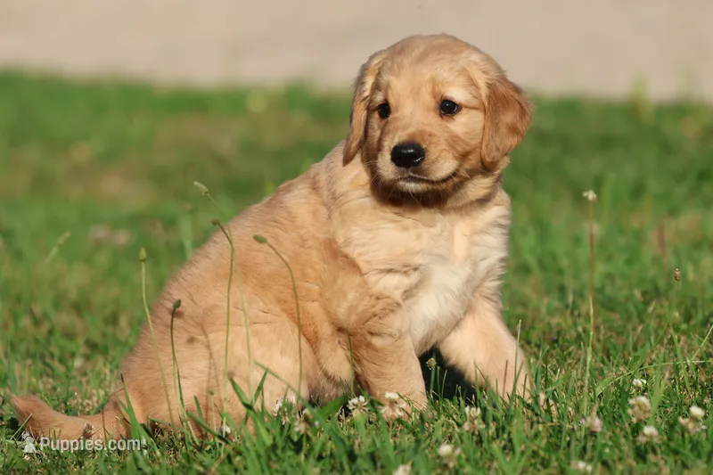 Mercedes  – Golden Retriever, Miniature Golden Retriever puppy for sale in Grand Rapids, MI