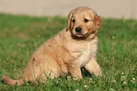 Mercedes , a female Golden Retriever and Miniature Golden Retriever for sale in Grand Rapids, MI – 1 of 6