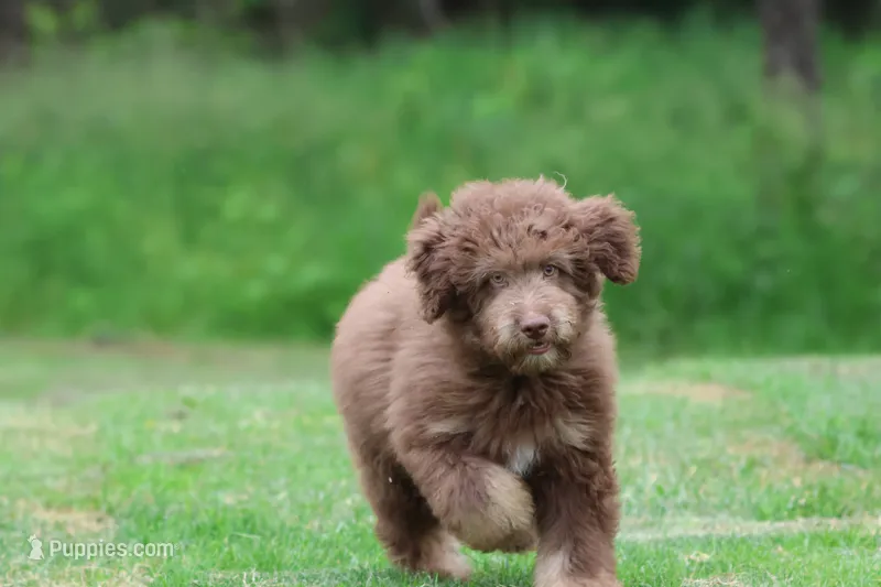 Snickers – Aussiedoodle, Miniature Aussiedoodle puppy for sale in Grand Rapids, MI