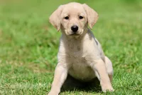 Lilly AKC , a female Labrador Retriever for sale in Grand Rapids, MI – 7 of 8