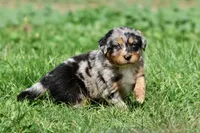 Skywalker, a male Australian Shepherd and Bernese Mountain Dog for sale in Grand Rapids, MI – 6 of 6