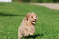 Atlas , a male Cavapoo and Cockapoo for sale in Grand Rapids, MI – 2 of 6