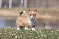 Drifter , a male Pembroke Welsh Corgi for sale in Grand Rapids, MI – Photo 3 of 5