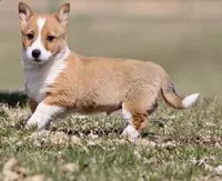 Drifter , a male Pembroke Welsh Corgi for sale in Grand Rapids, MI – Photo 2 of 5