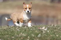 Drifter , a male Pembroke Welsh Corgi for sale in Grand Rapids, MI – Photo 5 of 5