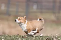 Drifter , a male Pembroke Welsh Corgi for sale in Grand Rapids, MI – Photo 4 of 5