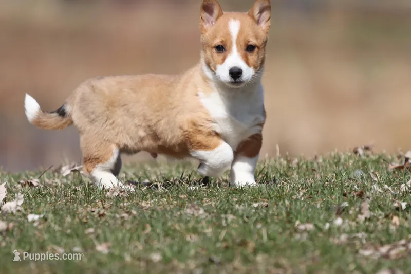 Drifter , a male Pembroke Welsh Corgi for sale in Grand Rapids, MI – Photo 1 of 5