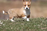 Drifter , a male Pembroke Welsh Corgi for sale in Grand Rapids, MI – Photo 1 of 5