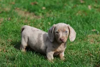 Marbles, a female Miniature Dachshund for sale in Grand Rapids, MI – 3 of 7