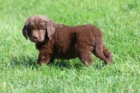 Chocolate Milkshake, a female Newfoundland for sale in Grand Rapids, MI – 3 of 4