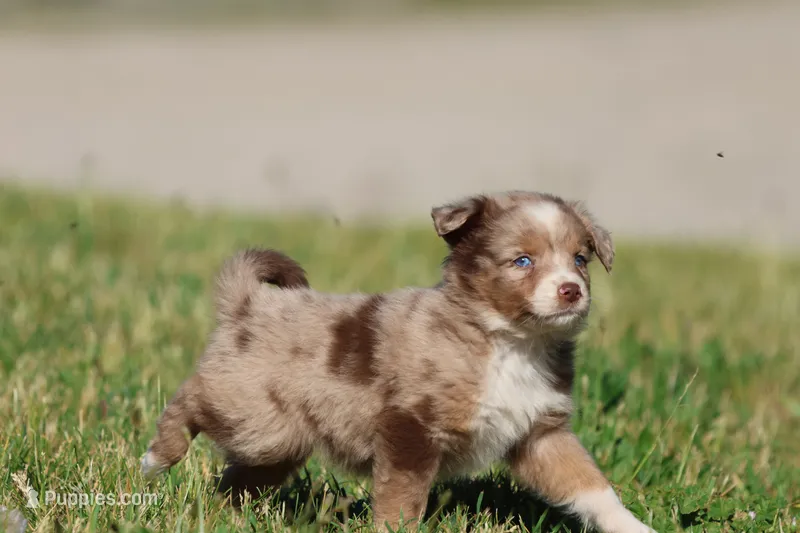 Chocolate Milkshake – Aussiedoodle, Bernedoodle puppy for sale in Grand Rapids, MI