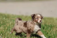 Chocolate Milkshake, a female Aussiedoodle and Bernedoodle for sale in Grand Rapids, MI – 1 of 4