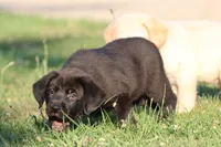 Bruce Wayne AKC , a male Labrador Retriever for sale in Grand Rapids, MI – 5 of 5