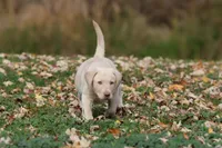Silver Bullet AKC , a male Labrador Retriever for sale in Grand Rapids, MI – 6 of 7