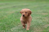Tiger Lilly AKC , a female Golden Retriever for sale in Grand Rapids, MI – 4 of 5