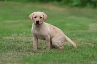 Happy AKC, a female Labrador Retriever for sale in Grand Rapids, MI – 5 of 6