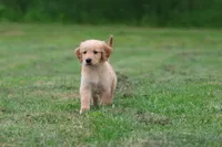 Maxamillion AKC , a male Golden Retriever for sale in Grand Rapids, MI – 4 of 6