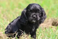 Dream, a male Cocker Spaniel and Cavalier King Charles Spaniel for sale in Grand Rapids, MI – 4 of 4