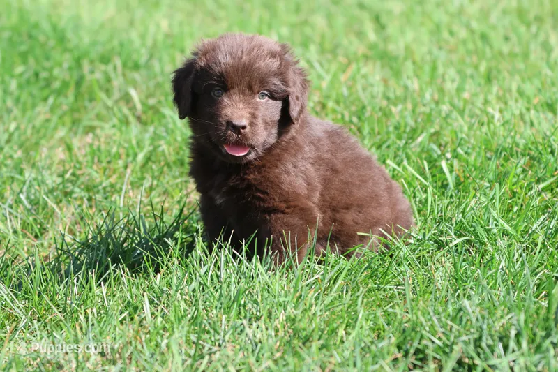 Hot cocoa – Newfoundland puppy for sale in Grand Rapids, MI