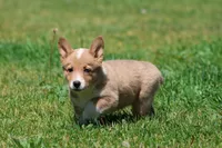 Jersey, a male Pembroke Welsh Corgi for sale in Grand Rapids, MI – 4 of 4