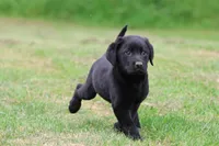 Black Bear AKC , a male Labrador Retriever for sale in Grand Rapids, MI – 5 of 5