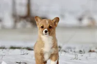 Cowgirl, a female Pembroke Welsh Corgi for sale in Grand Rapids, MI – Photo 7 of 10