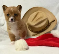 Cowgirl, a female Pembroke Welsh Corgi for sale in Grand Rapids, MI – Photo 3 of 10