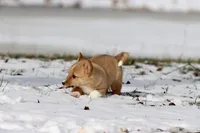 Cowgirl, a female Pembroke Welsh Corgi for sale in Grand Rapids, MI – Photo 10 of 10