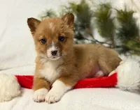 Cowgirl, a female Pembroke Welsh Corgi for sale in Grand Rapids, MI – Photo 4 of 10