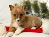 Cowgirl, a female Pembroke Welsh Corgi for sale in Grand Rapids, MI – Photo 2 of 10