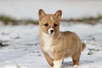 Cowgirl, a female Pembroke Welsh Corgi for sale in Grand Rapids, MI – Photo 1 of 10