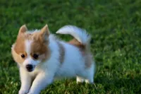 Flame, a male Pomeranian for sale in Grand Rapids, MI – 3 of 5