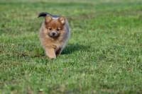 Cinnamon, a female Pomeranian for sale in Grand Rapids, MI – 4 of 6
