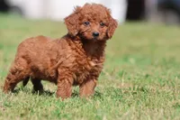 Pumpkin Spice, a female Miniature Goldendoodle for sale in Grand Rapids, MI – 1 of 5