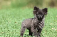 Betty AKC, a female Pomeranian for sale in Grand Rapids, MI – 2 of 4