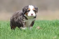 Hippo, a male Bernedoodle and Miniature Bernedoodle for sale in Grand Rapids, MI – Photo 5 of 5