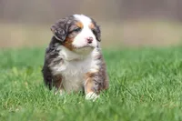 Hippo, a male Bernedoodle and Miniature Bernedoodle for sale in Grand Rapids, MI – Photo 2 of 5