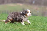 Hippo, a male Bernedoodle and Miniature Bernedoodle for sale in Grand Rapids, MI – Photo 3 of 5
