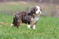 Hippo, a male Bernedoodle and Miniature Bernedoodle for sale in Grand Rapids, MI – Photo 4 of 5