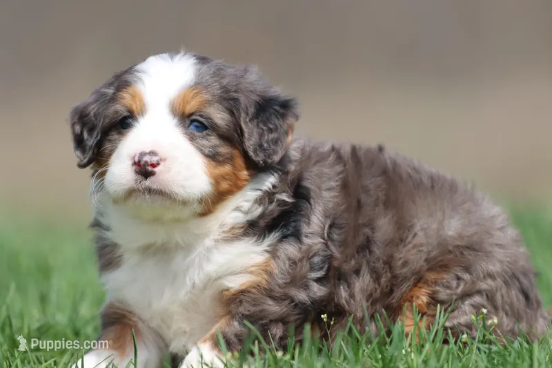 Hippo, a male Bernedoodle and Miniature Bernedoodle for sale in Grand Rapids, MI – Photo 1 of 5