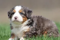 Hippo, a male Bernedoodle and Miniature Bernedoodle for sale in Grand Rapids, MI – Photo 1 of 5