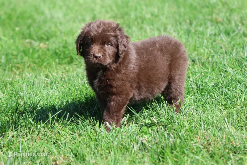 Meatloaf – Newfoundland puppy for sale in Grand Rapids, MI