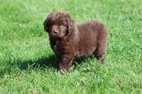 Meatloaf, a male Newfoundland for sale in Grand Rapids, MI – 1 of 6
