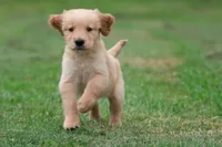 Maxamillion AKC , a male Golden Retriever for sale in Grand Rapids, MI – 2 of 6