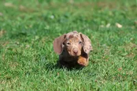 Milky Way Girl, a female Miniature Dachshund for sale in Grand Rapids, MI – 2 of 6