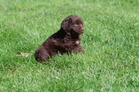 Hersheys, a female Newfoundland for sale in Grand Rapids, MI – 1 of 4