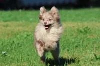 Buddy AKC , a  Pomeranian for sale in Grand Rapids, MI – 2 of 5